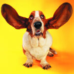 Vtipná skladačka pre mačky a psíky